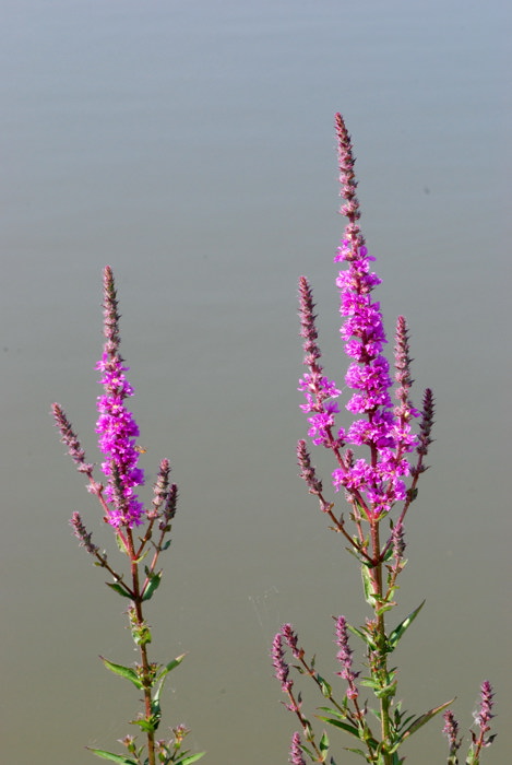 La flora della riserva naturale 